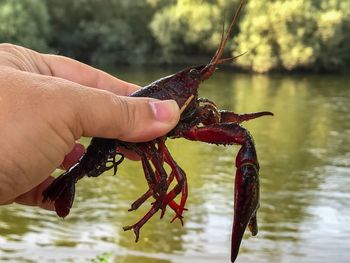 Close-up of a hand holding crab