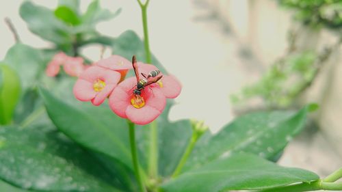 High angle view of bee pollinating on red flower at park