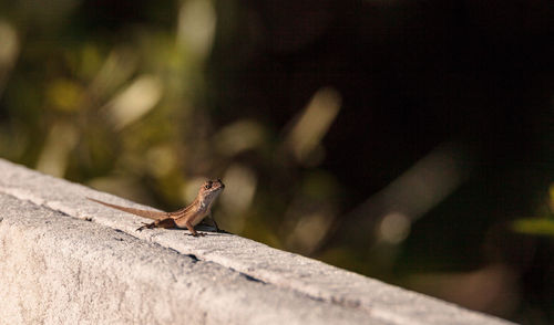 Close-up of bird perching on retaining wall