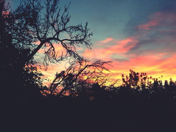 Silhouette of trees at sunset