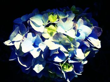 Close-up of flower over black background