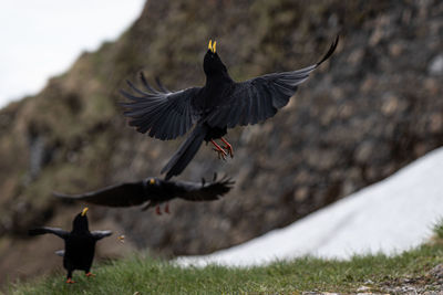 Bird flying over a land