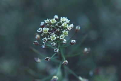 Close-up of flower