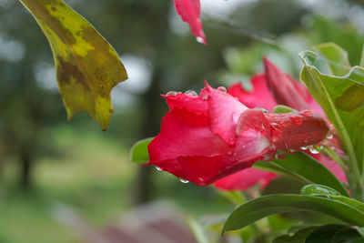 Close-up of pink rose flower