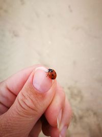 Cropped image of person holding small insect