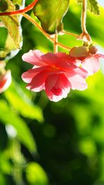 Close-up of pink flowers