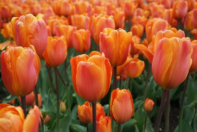 Close-up of orange tulips in field