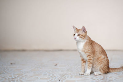 Cat sitting on floor