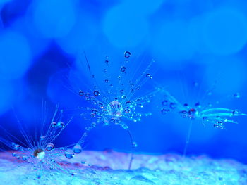 Close-up of jellyfish in water