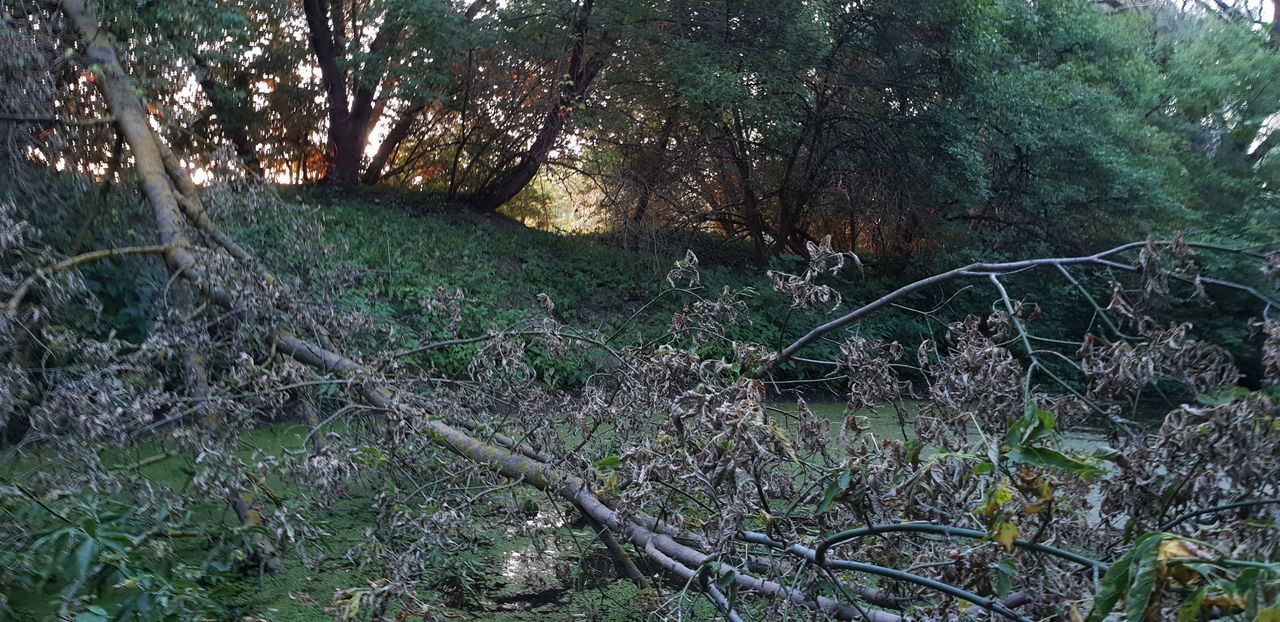 SUNLIGHT FALLING ON TREE TRUNKS IN FOREST