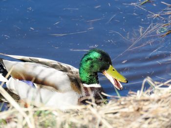 Close-up of mallard duck swimming in lake