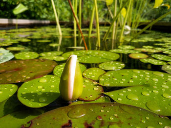 Close-up of water lily in lake