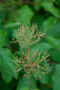 Close-up of red rose on plant