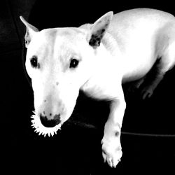 Close-up portrait of dog