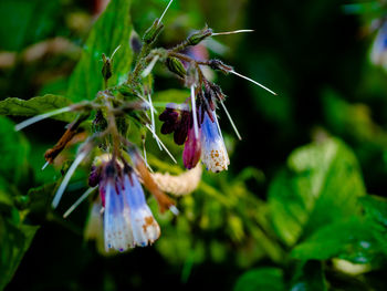 Close-up of purple flowering plant