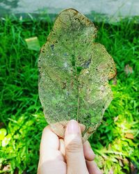 Close-up of hand holding leaf