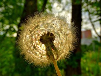 Close-up of dandelion