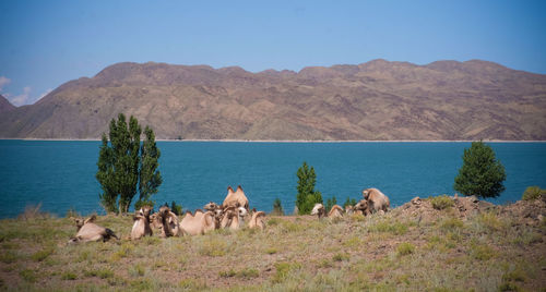 Animals on field against mountain and sky