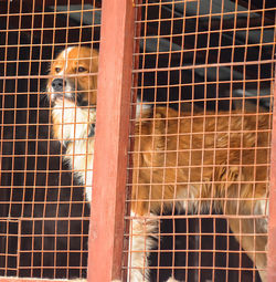 Portrait of cat in cage at zoo