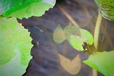 High angle view of turtle in water