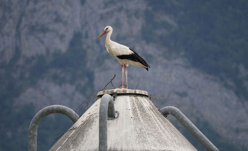 Bird perching on roof against sky