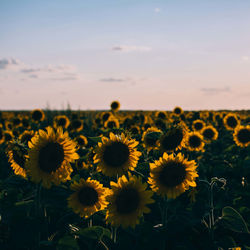 View of sunflower field against sky