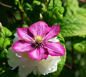 Close-up of pink flower