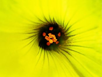 Close-up of yellow flower