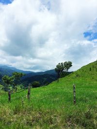 Scenic view of agricultural field against sky