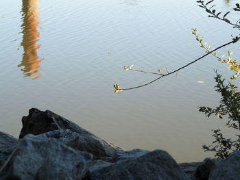 High angle view of ducks on rock by lake