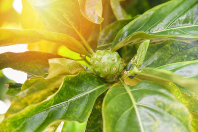 Close-up of green leaves on plant