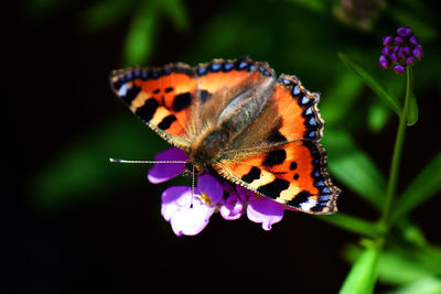 Close-up of butterfly pollinating on purple flower