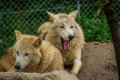 Portrait of sheep relaxing in zoo