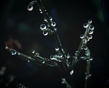 Close-up of water drops on plant