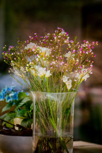 Close-up of flowers blooming outdoors