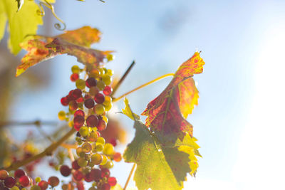 Close-up of maple leaves on plant against sky