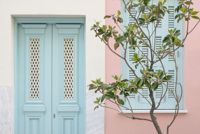 Potted plant against window of building