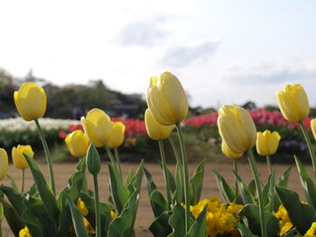 Close-up of yellow tulips growing on field against sky