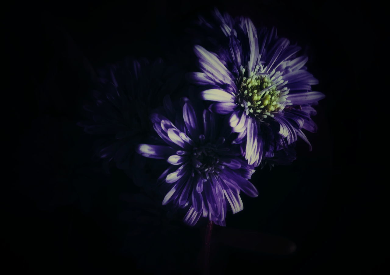 PURPLE FLOWERS OVER BLACK BACKGROUND