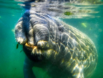 Close-up of fish swimming in sea