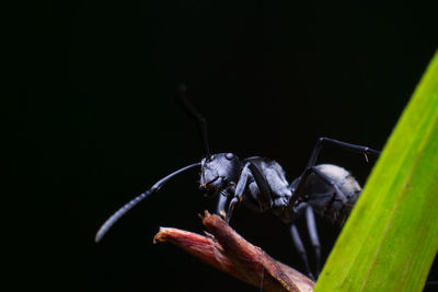 Close-up of insect over black background