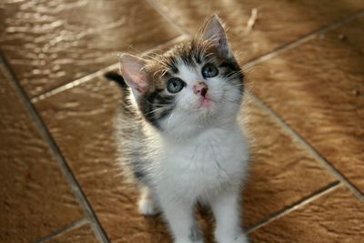 High angle portrait of cat