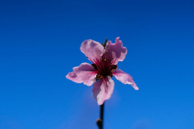 Low angle view of pink flower against blue sky