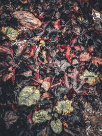 High angle view of dry leaves