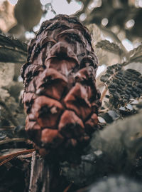 Close-up of dead plant