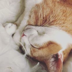 Close-up of cat sleeping on bed