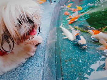 Close-up of dog on steps by koi carps in pond