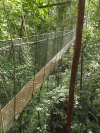 View of trees in forest