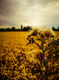 Close-up of yellow flowering plant on field against sky