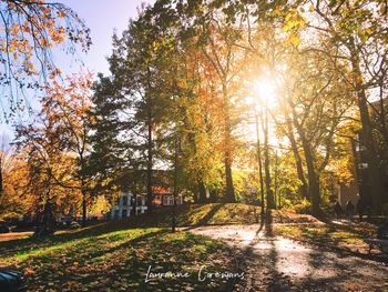 Trees in forest during autumn